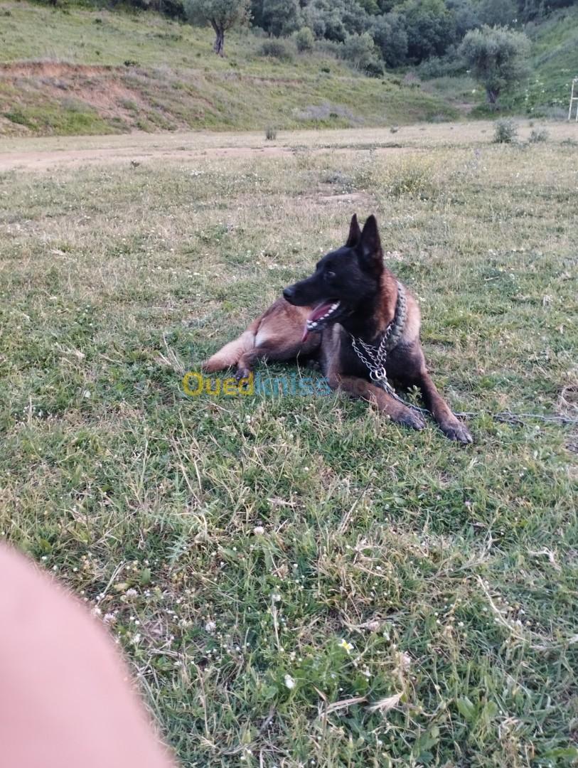 Chien malinois