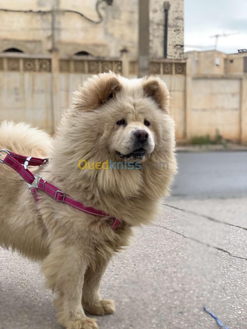 Chow chow