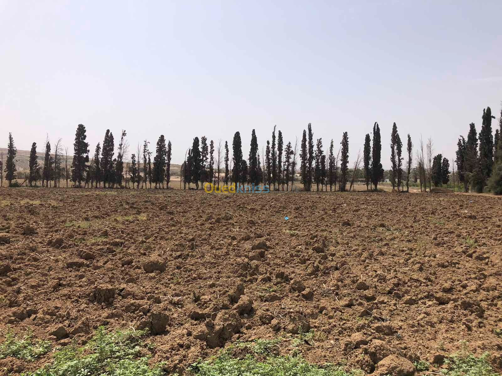 Vente Terrain Agricole Tlemcen Remchi