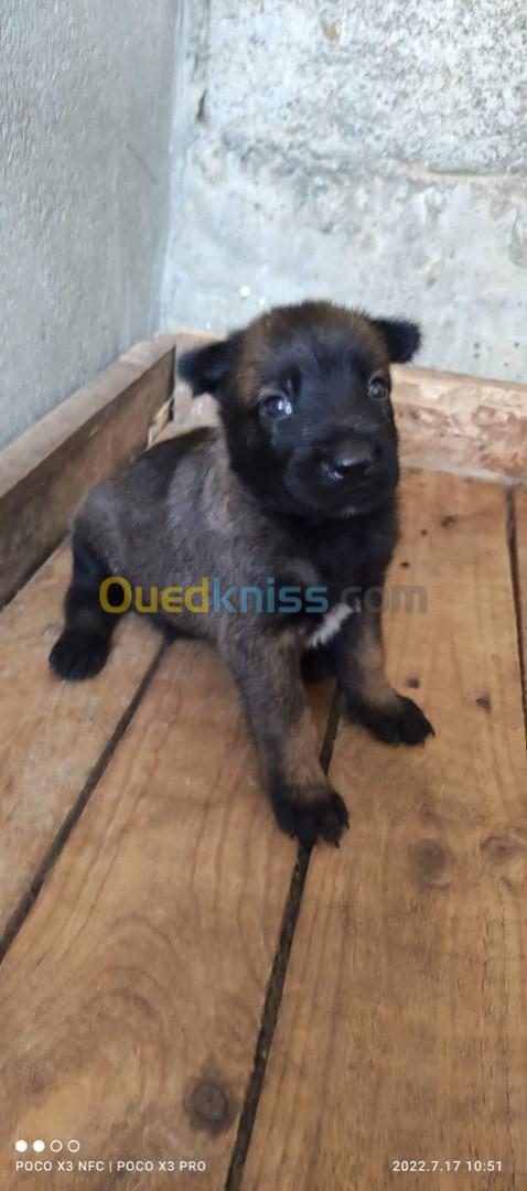 Chiot malinois 