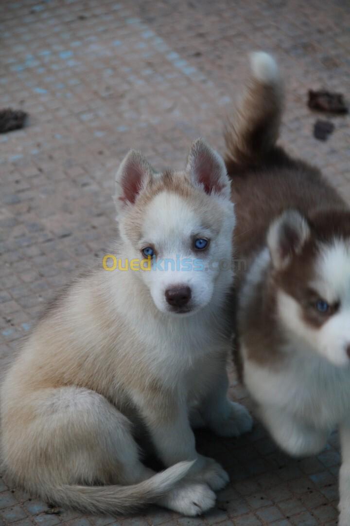 Femelle husky 