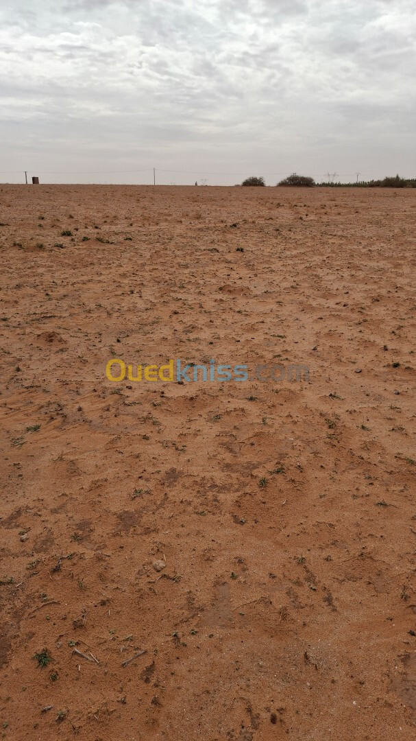 Vente Terrain Agricole Djelfa Ain oussara