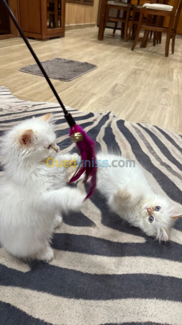 Deux chatons mal et femelle pure race ragdolls à vendre 