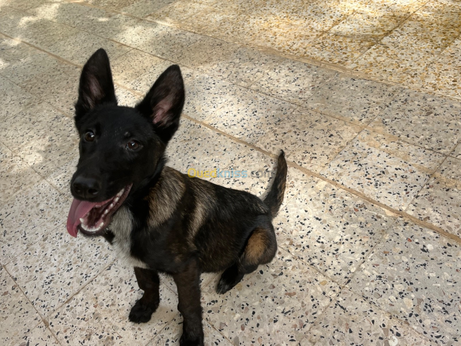 Malinois bleu mexicain 5mois avec carner ( alger ) 