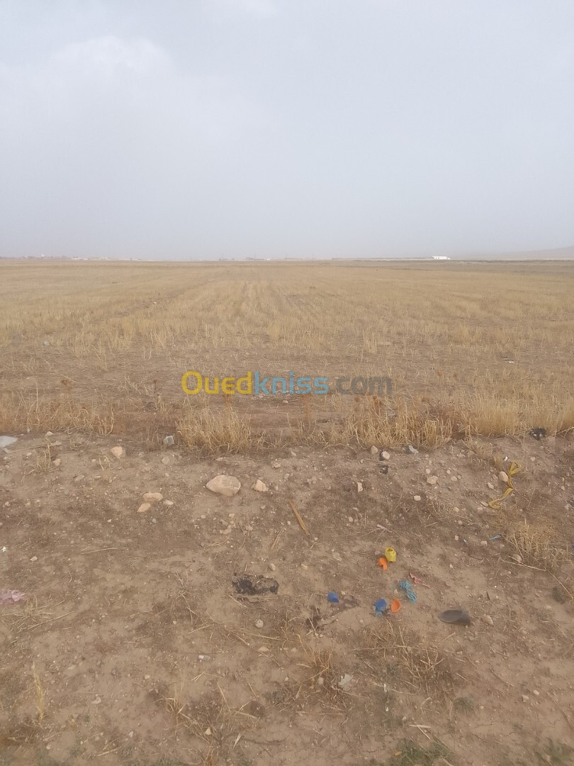 Vente Terrain Sétif El eulma