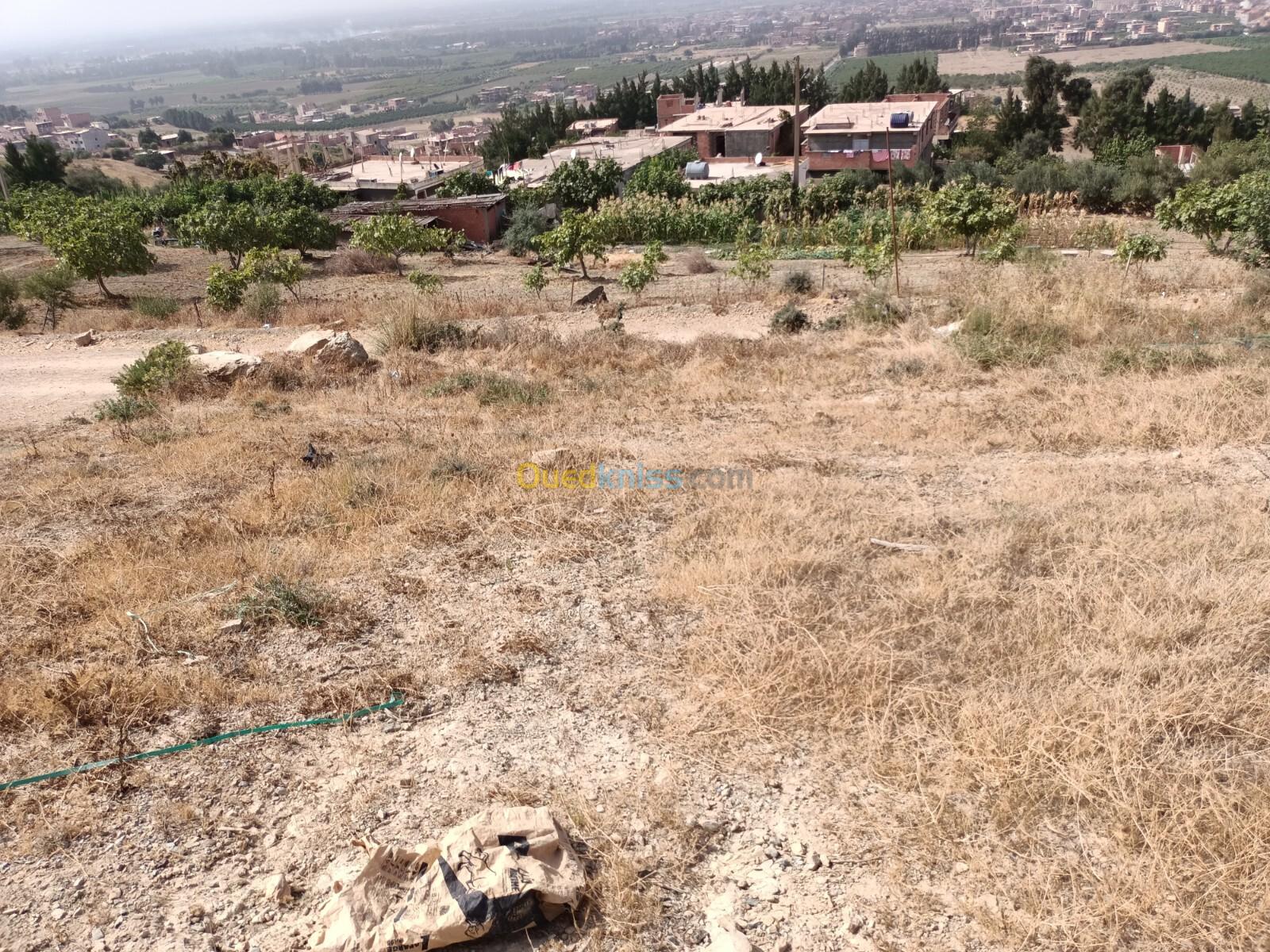 Vente Terrain Blida Bougara