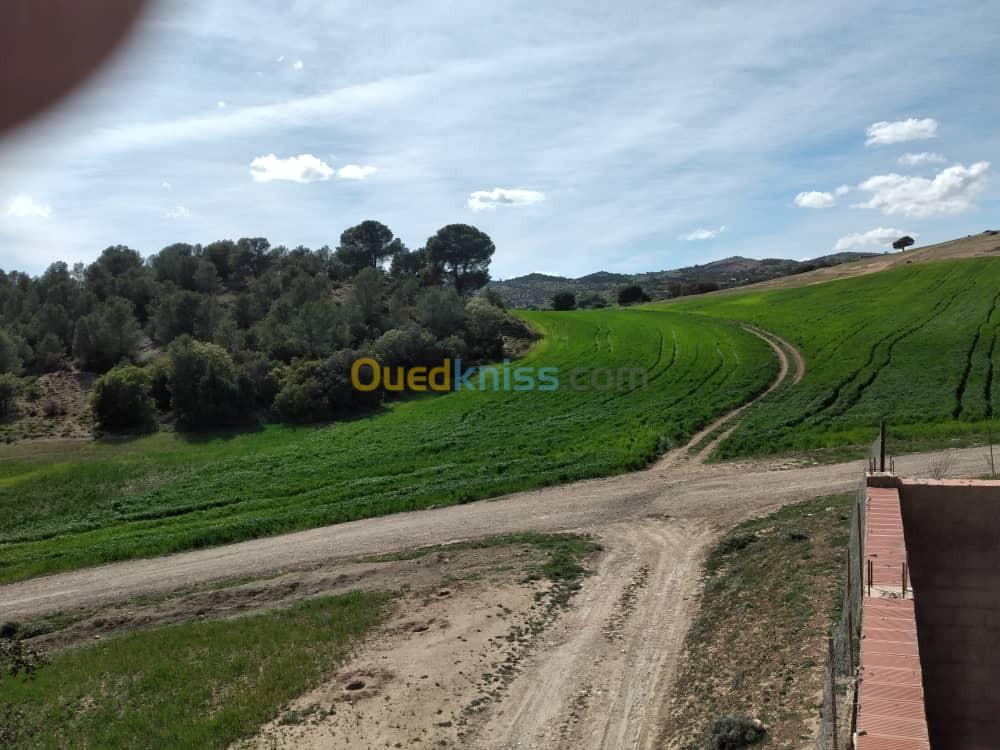 Vente Terrain Agricole Médéa Zoubiria