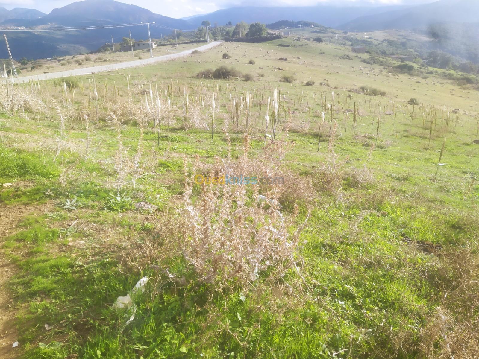 Vente Terrain Agricole Jijel Kaous