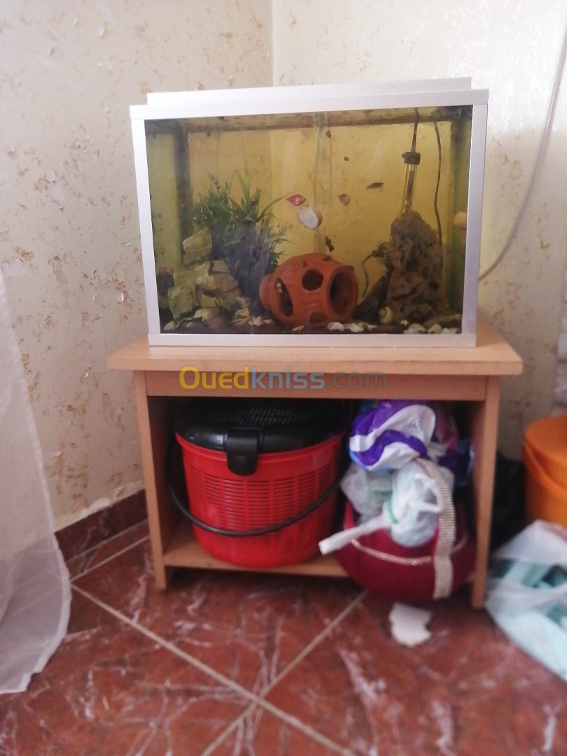 Aquarium poisson importation