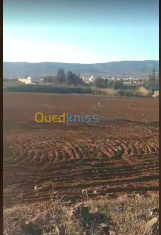 Vente Terrain Saïda Ouled khaled