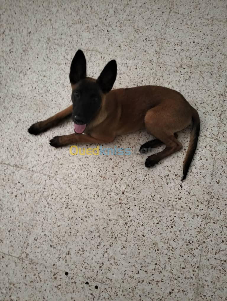 Malinois charbonné masque noire Pure race 