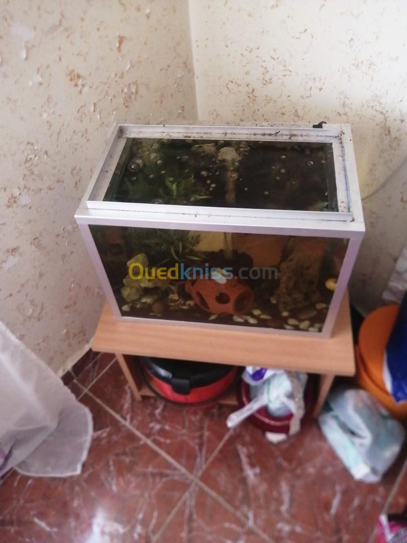 Aquarium poisson importation