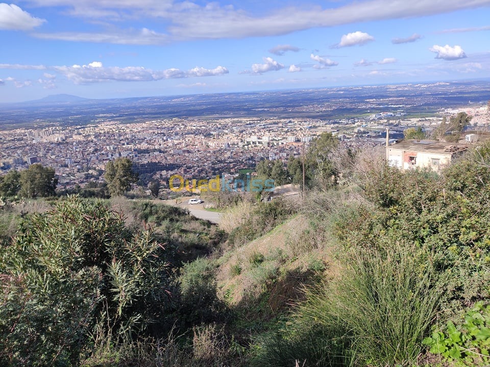 Vente Terrain Blida Chrea