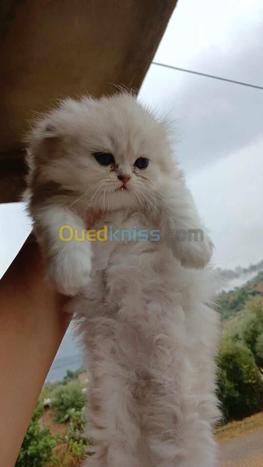 Chat Persan & Scottish fold