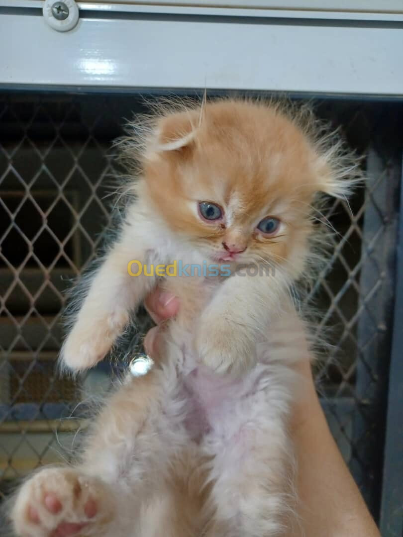 Chat scottish fold