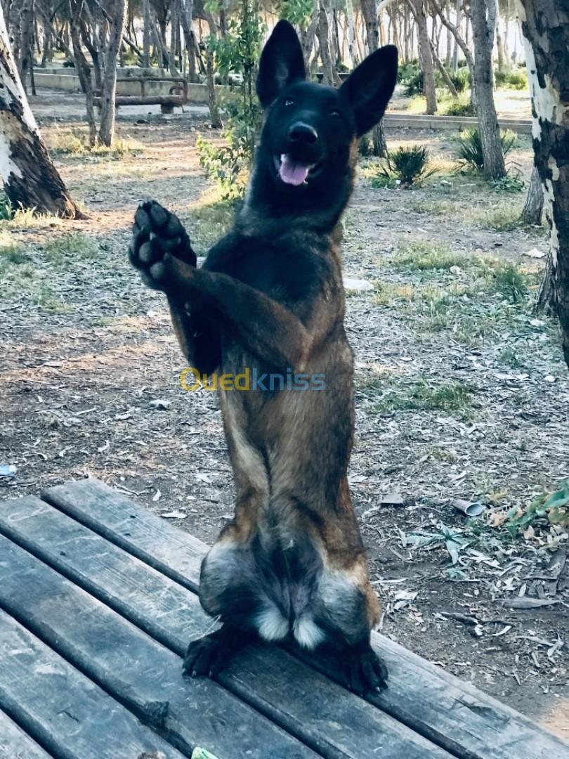 Malinois charbonnier 