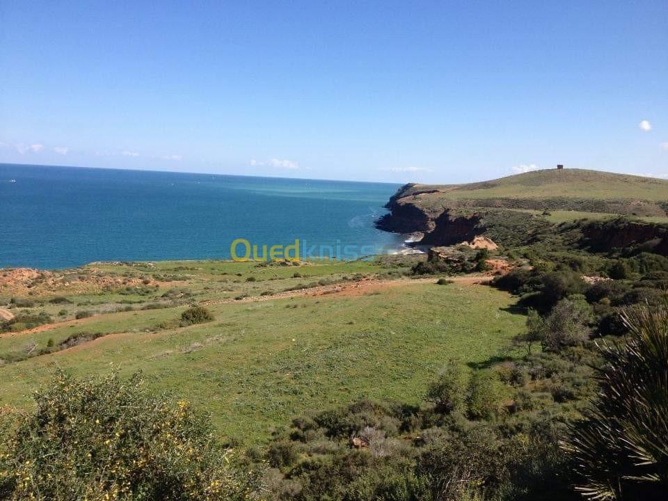 Vente Terrain Tlemcen Msirda fouaga