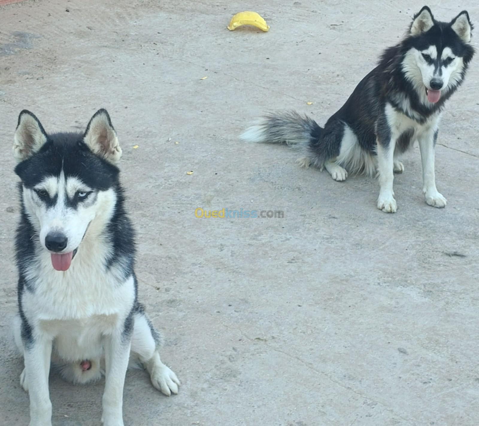 Couple chiens husky sibérien 