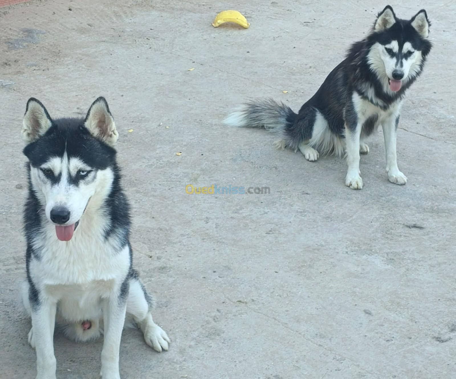 Couple chiens husky sibérien 