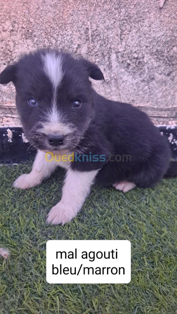 جروا هسكي chiot husky 