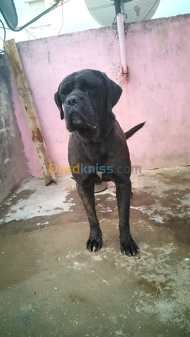 Cane Corso 