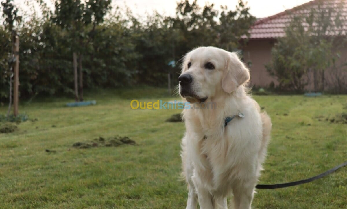 Golden retriever (élevage européen)