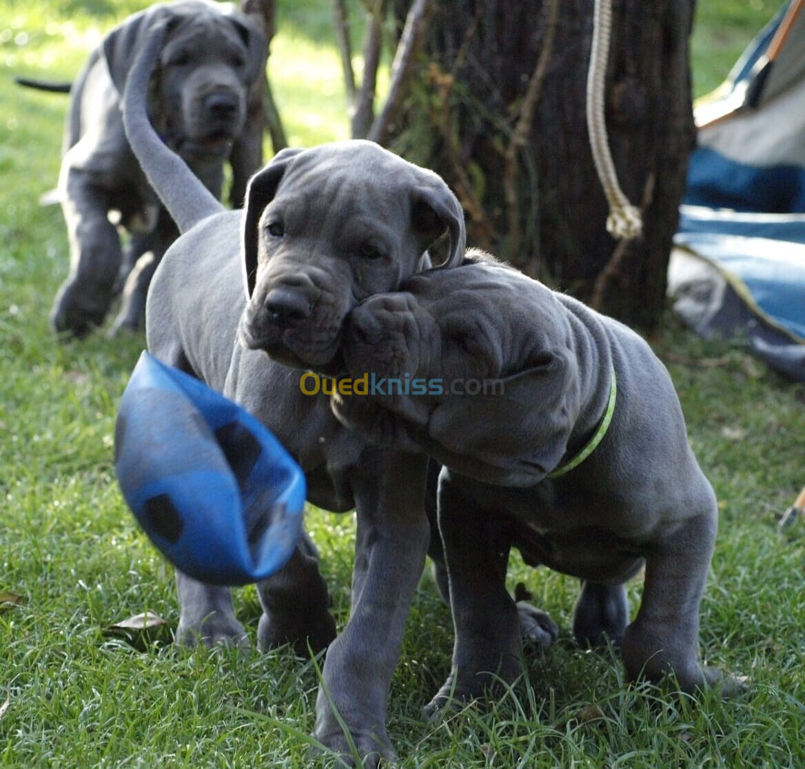 Dogue allemand Bleu ( élevage européen)