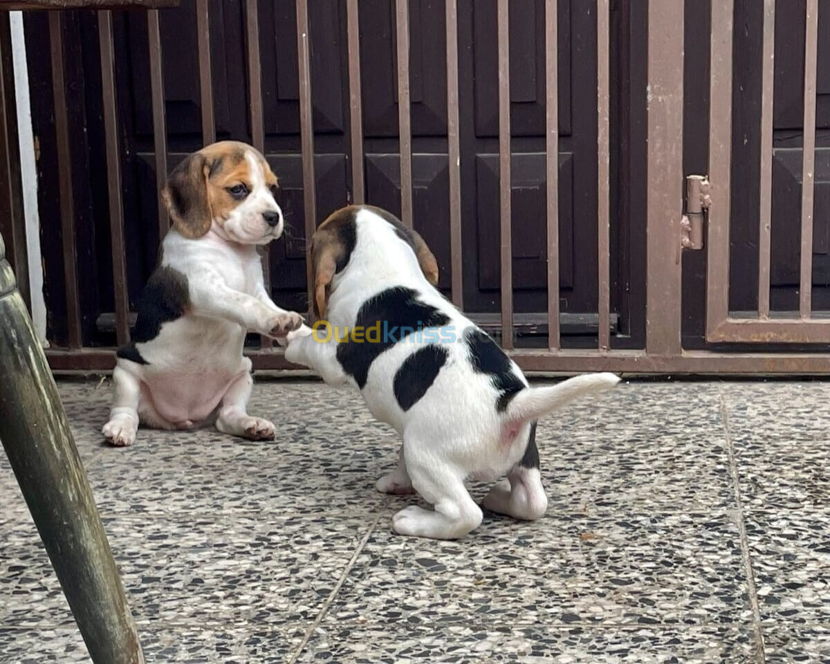 Beagle ( élevage européen)