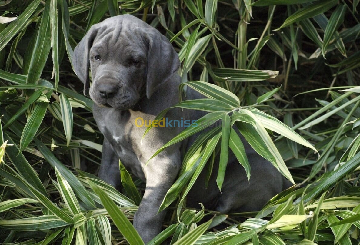 Dogue allemand Bleu ( élevage européen)