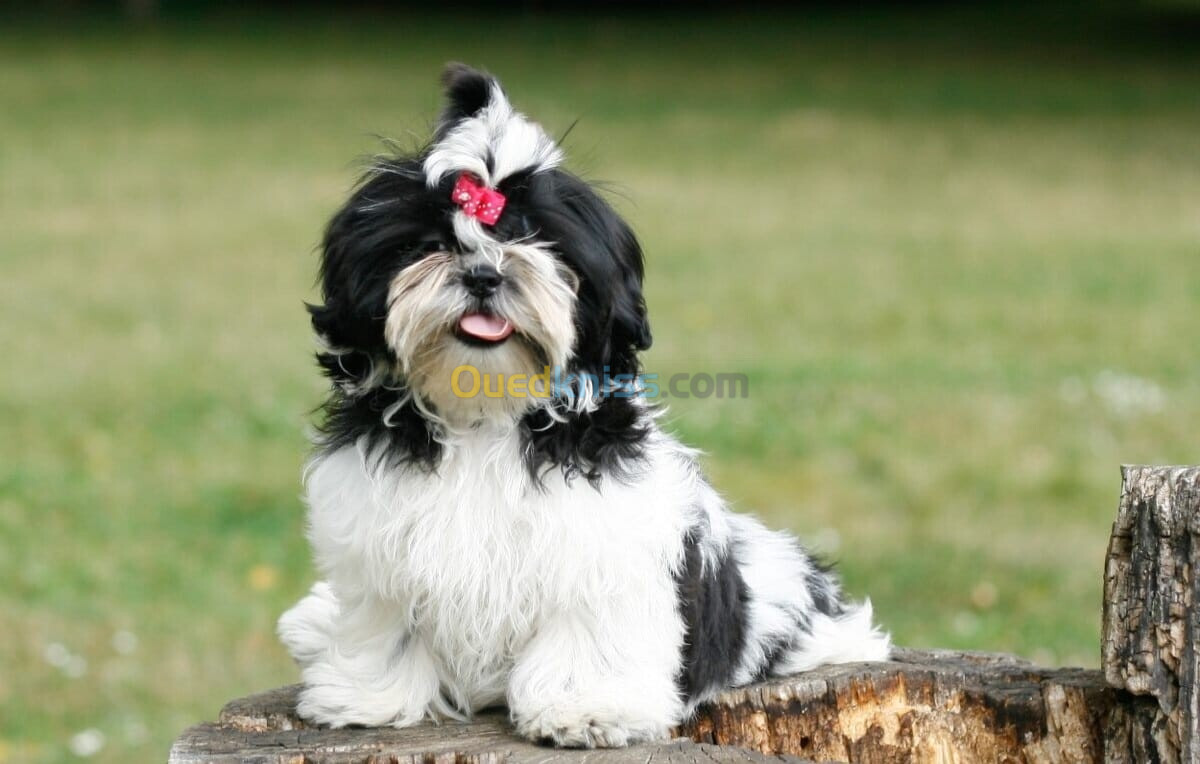 SHIH-TZU (élevage européen)