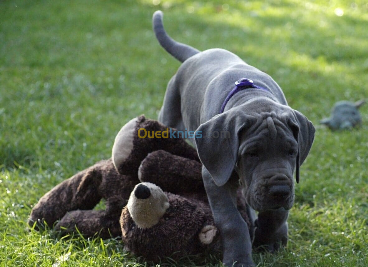 Dogue allemand Bleu ( élevage européen)