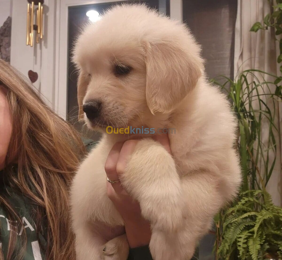 Golden retriever (élevage européen)