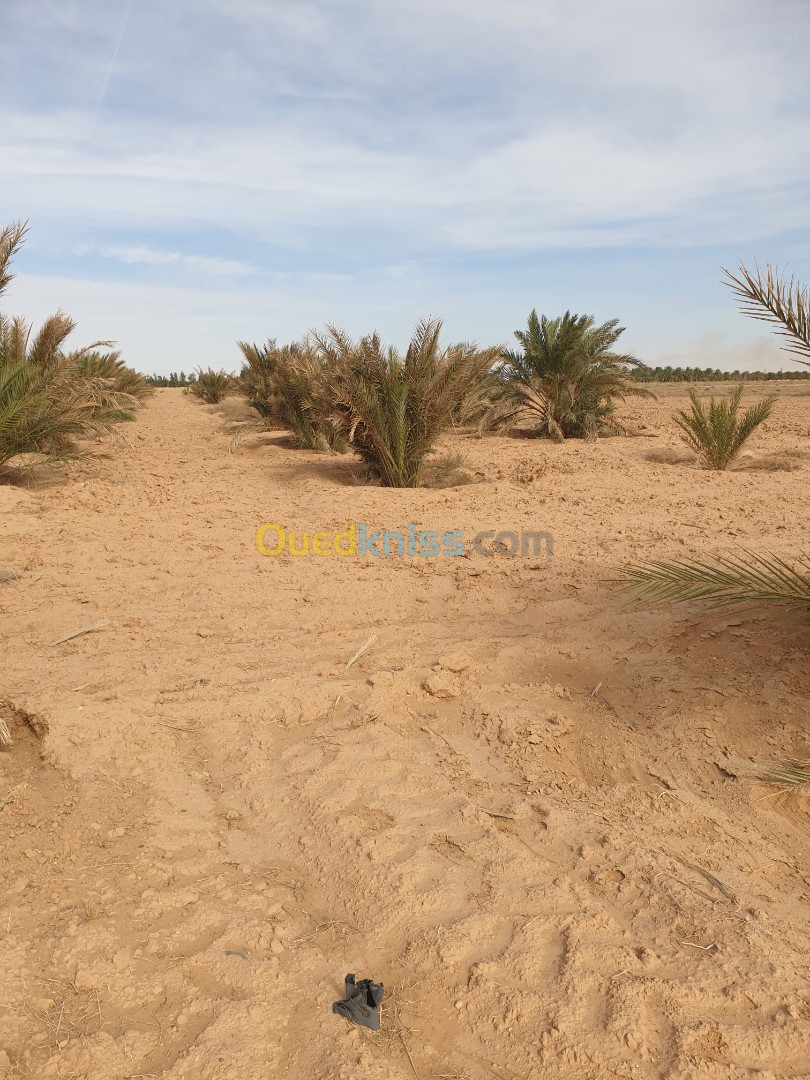 Vente Terrain Agricole Biskra Oumache