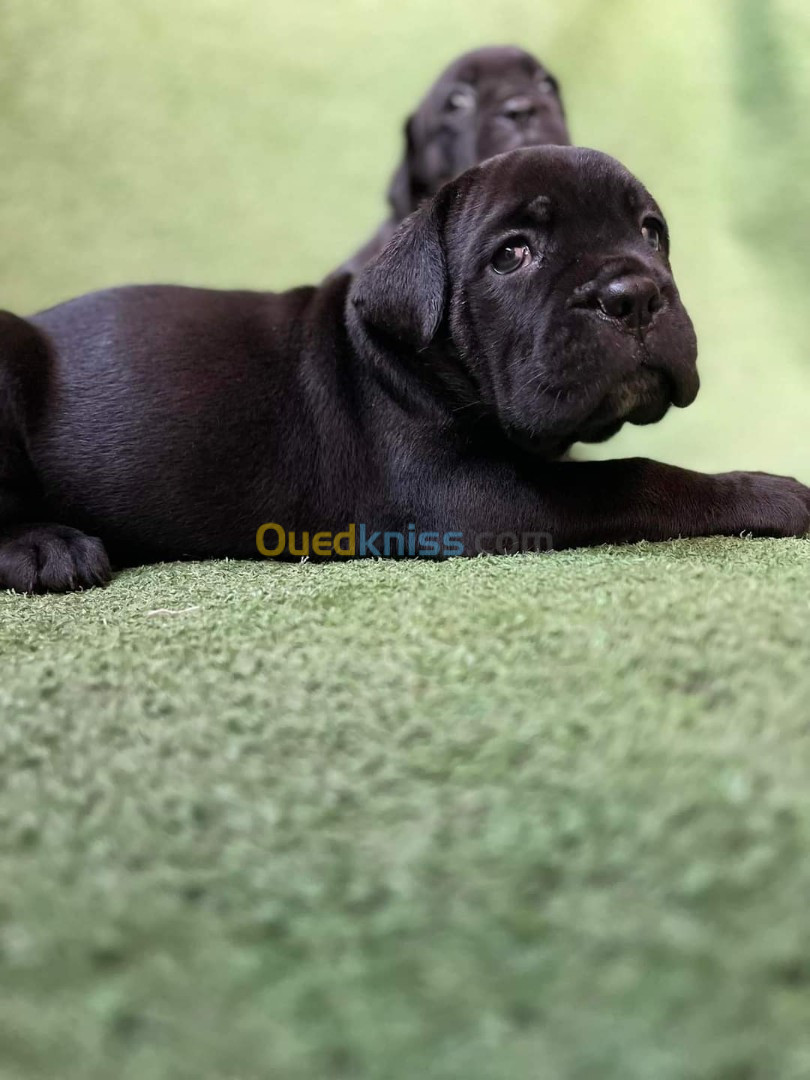 Cane corso