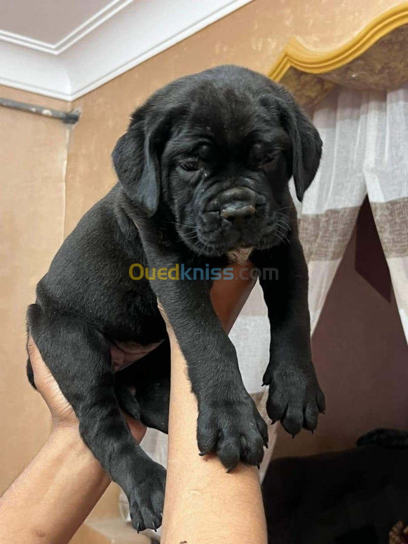 Cane corso