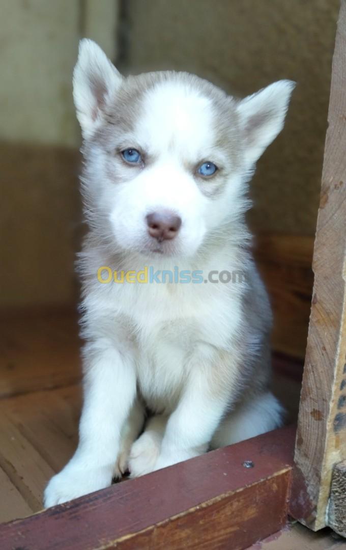 Chiot Husky 