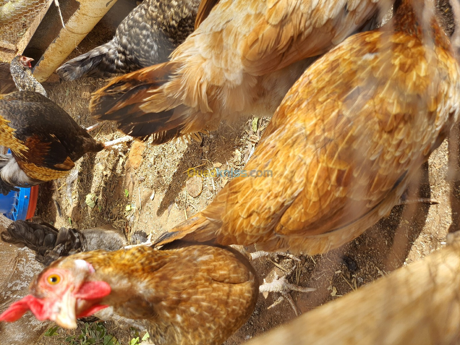 Poules pondeuses de ferme