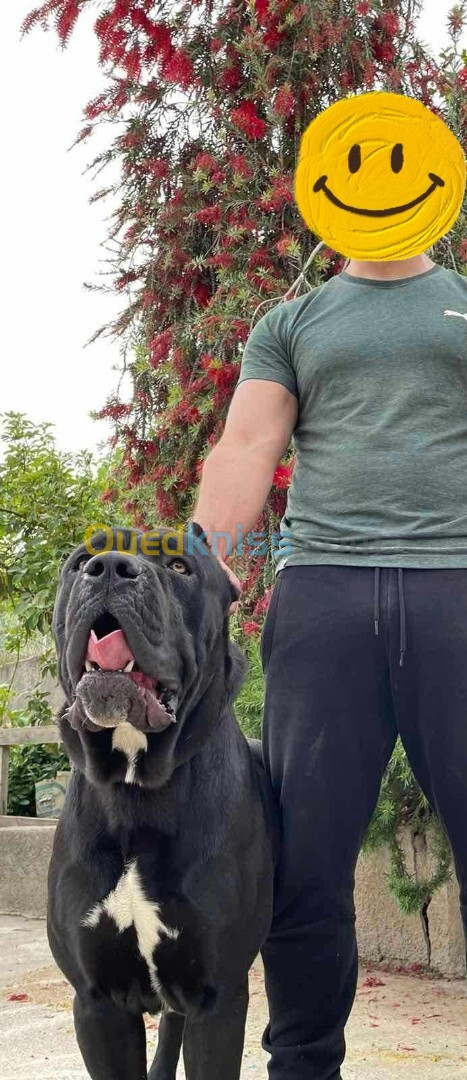 Cane Corso 