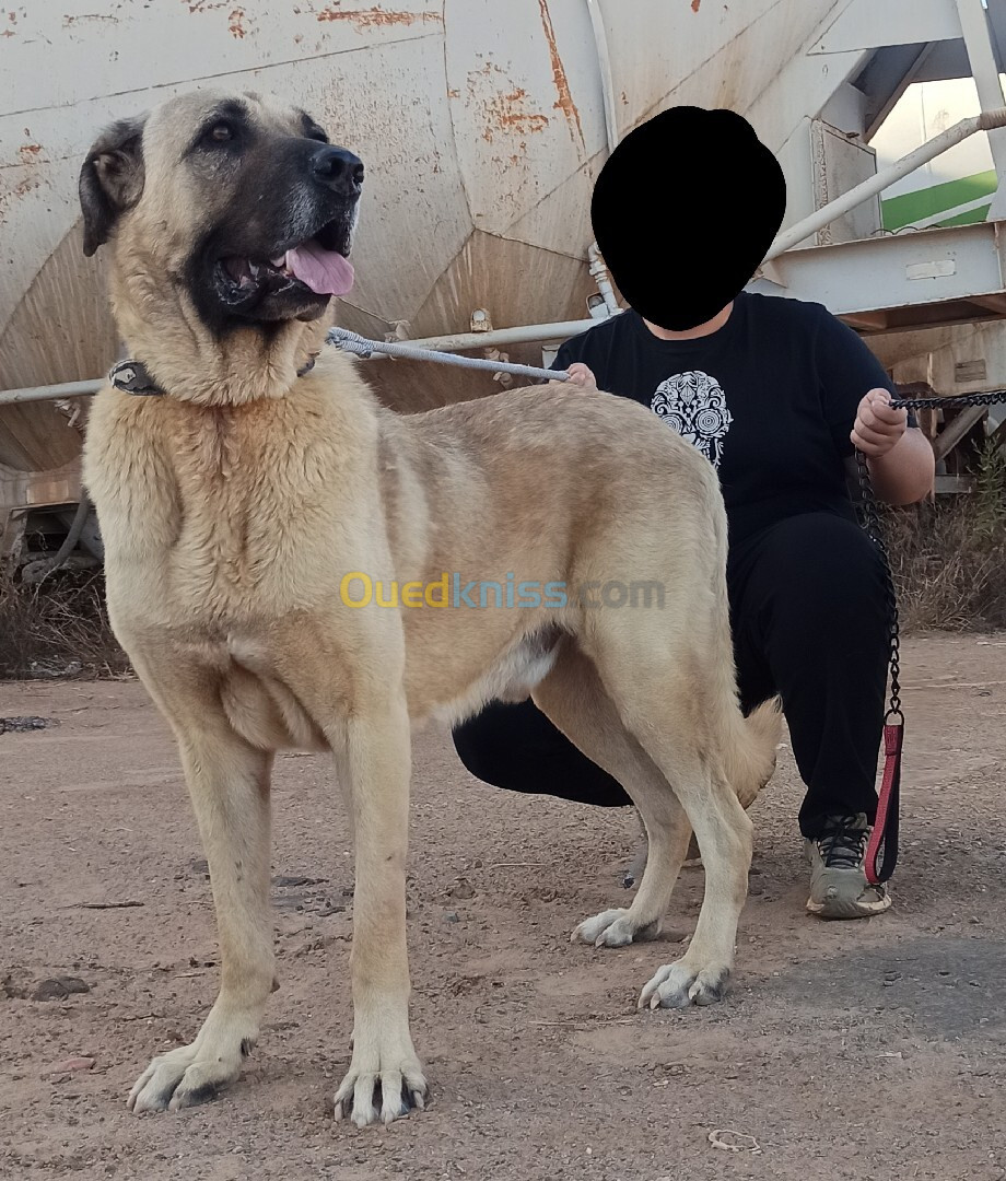 Kangal Anatolie 