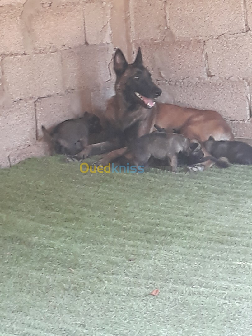 Chiots De Race Berger Belge Malinois A Vendre Ne 15 08 20244