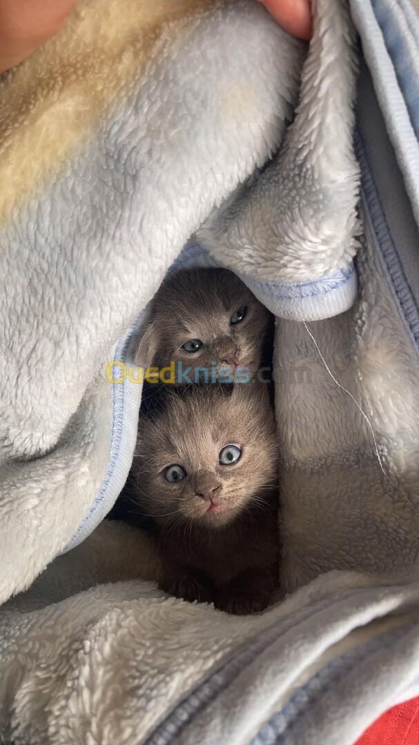 Adoption chatons bleu russe