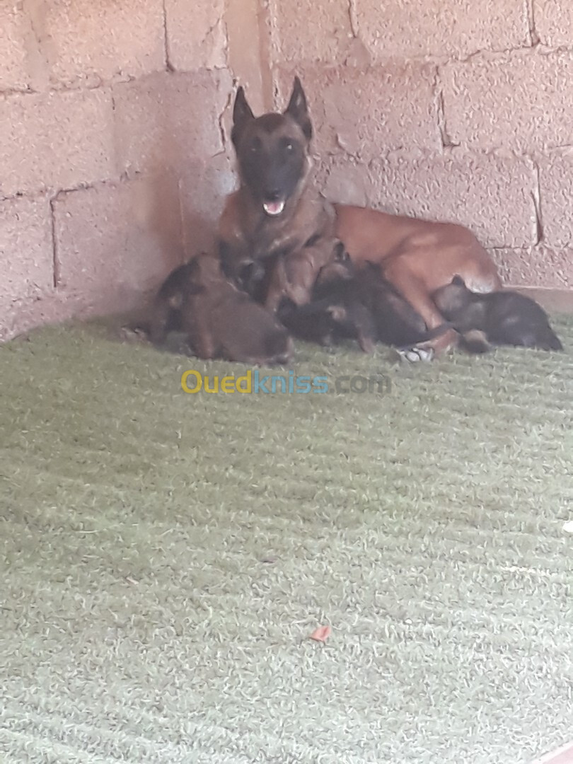 Chiots De Race Berger Belge Malinois A Vendre Ne 15 08 20244