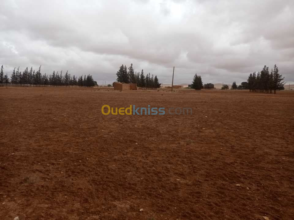 Vente Terrain Djelfa Djelfa