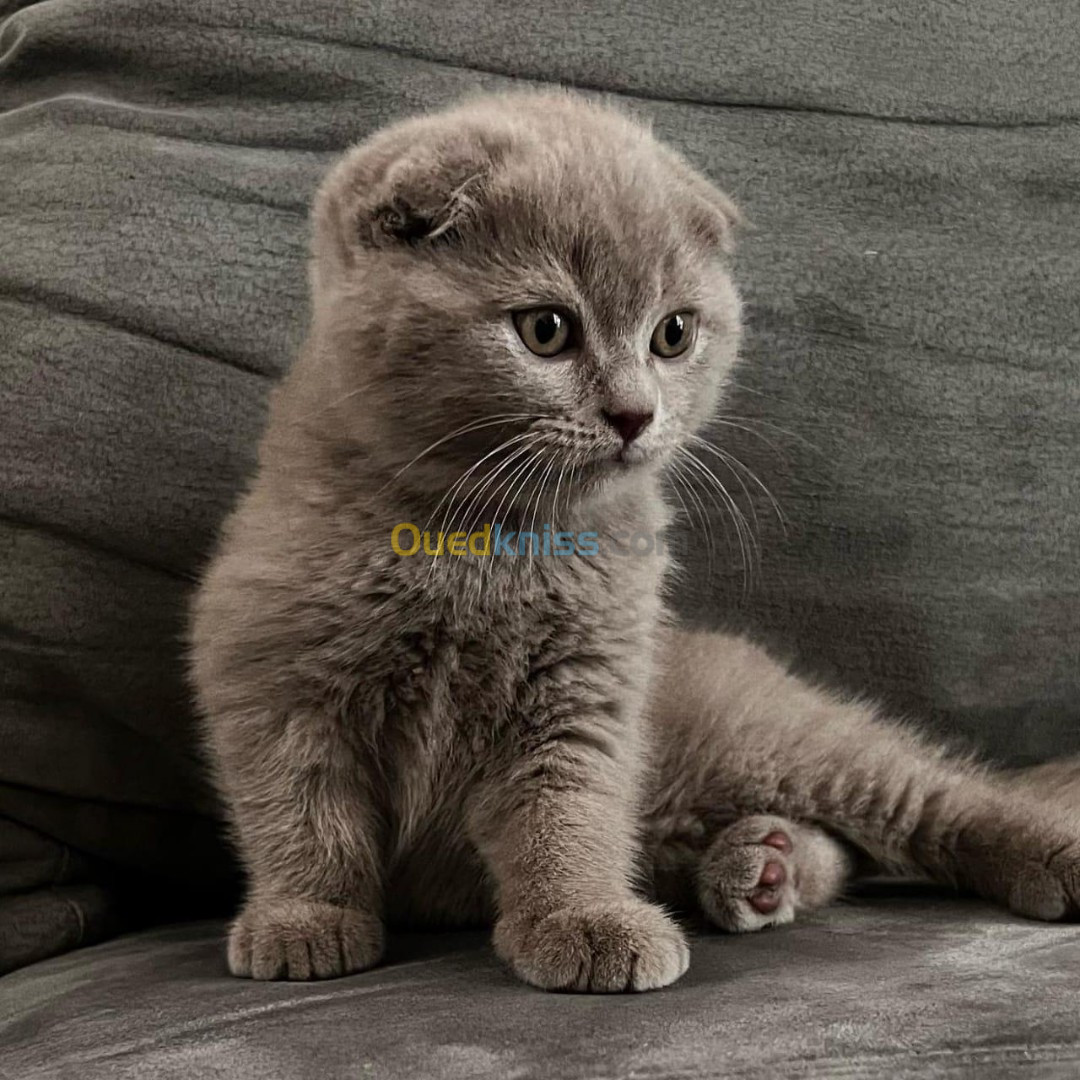 Scottish fold et british 