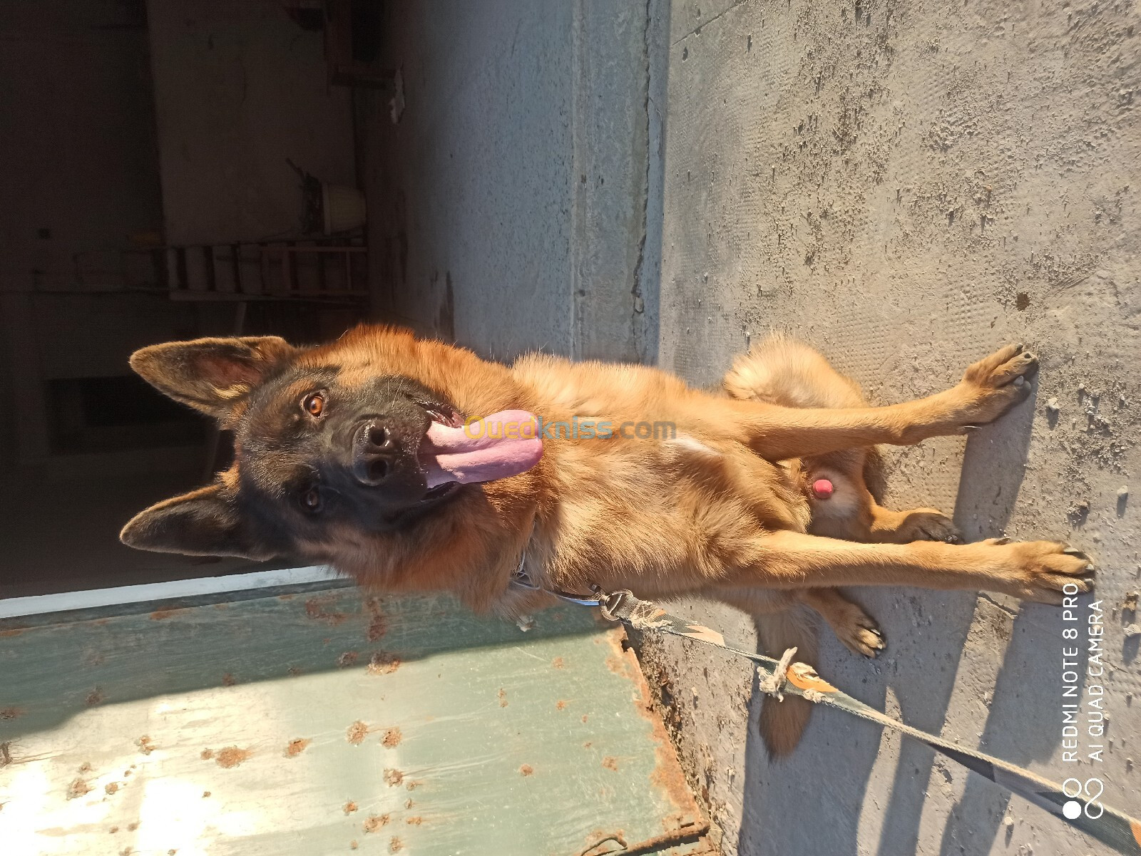 Chien berger allemand pédigrée 