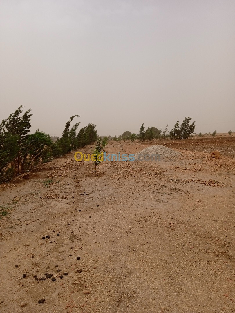 Vente Terrain Agricole Tiaret Frenda