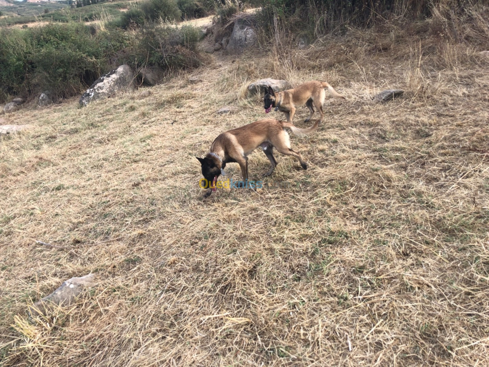 Couple malinois