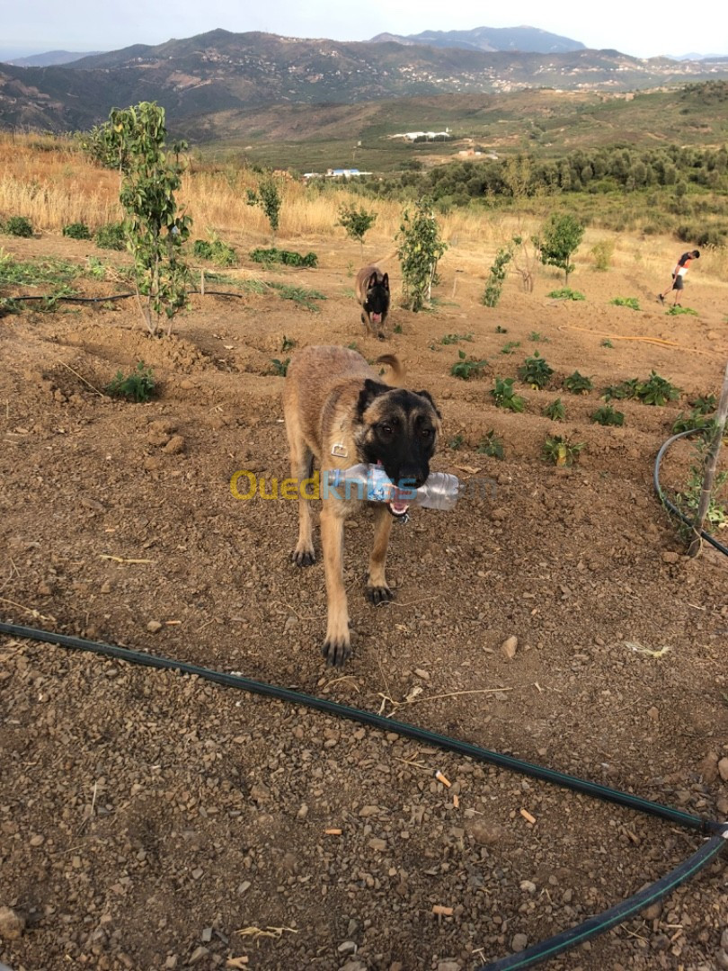 Couple malinois