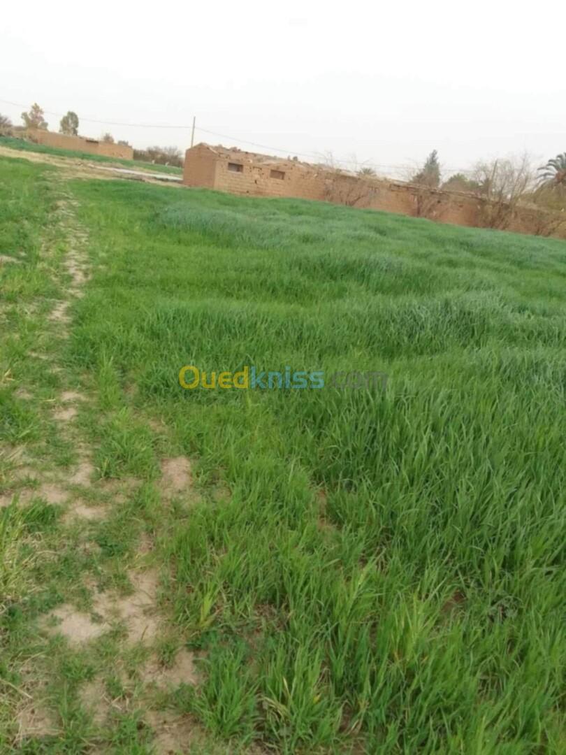 Vente Terrain Agricole Laghouat Laghouat