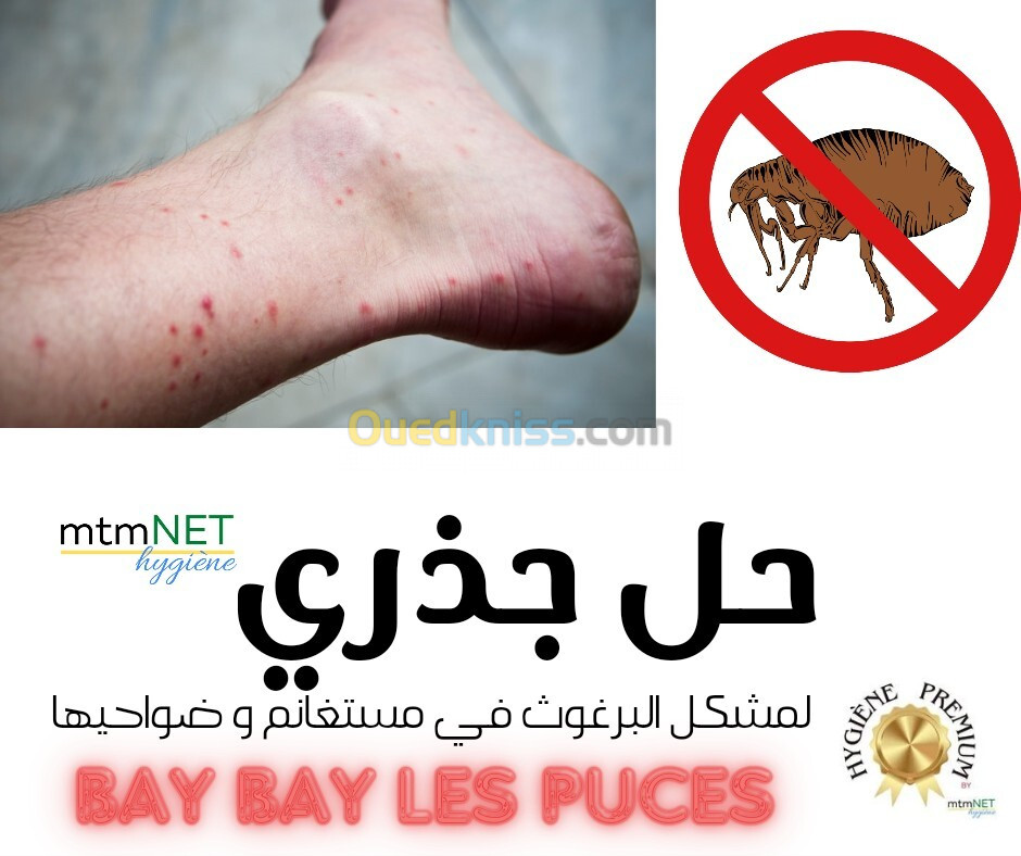 Traitement radical anti puces à mostaganem البرغوث 